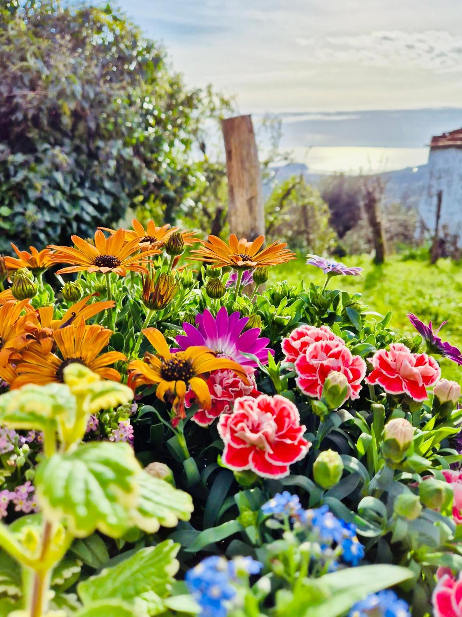 La Collina Sul Mare - Casa Vacanze Sestri Levante Esterno foto